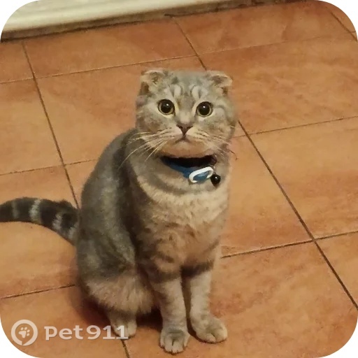 Пропала кошка в Владимире — фото объявления