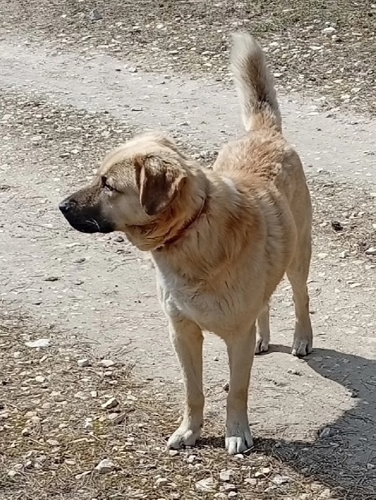 Найдена собака в Владимире — фото объявления
