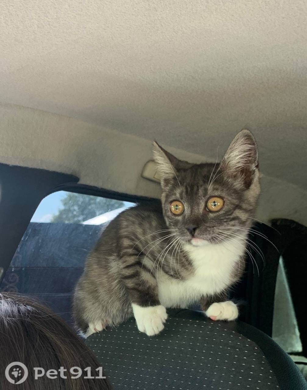 Пропала кошка в Владимире — фото объявления