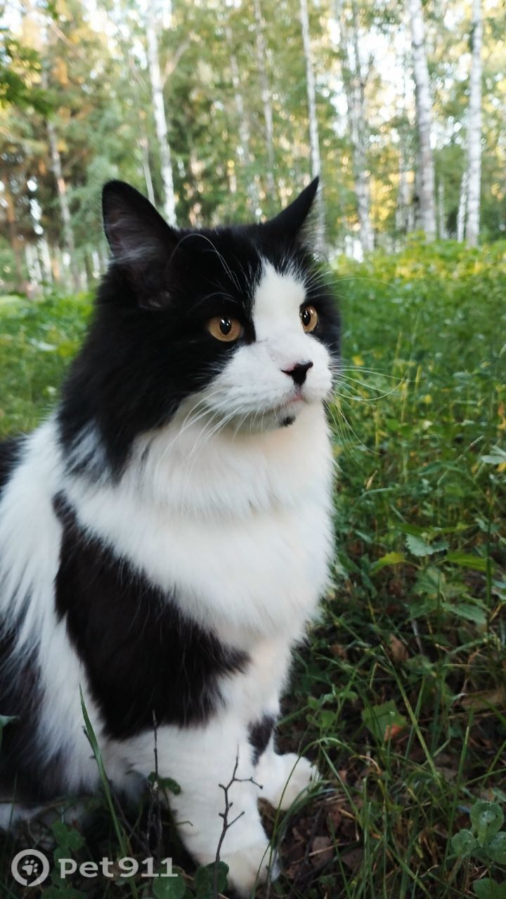 Пропала собака в Владимире — фото объявления