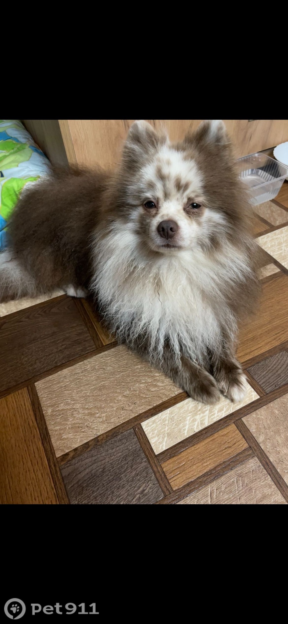 Пропала собака в Владимире — фото объявления