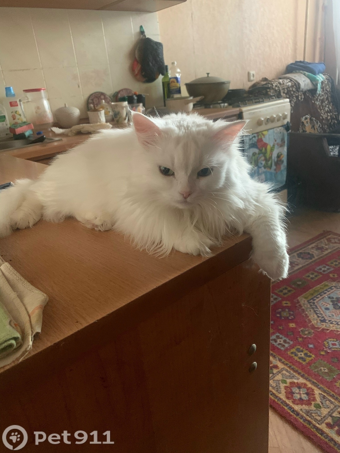 Пропала кошка в Владимире — фото объявления