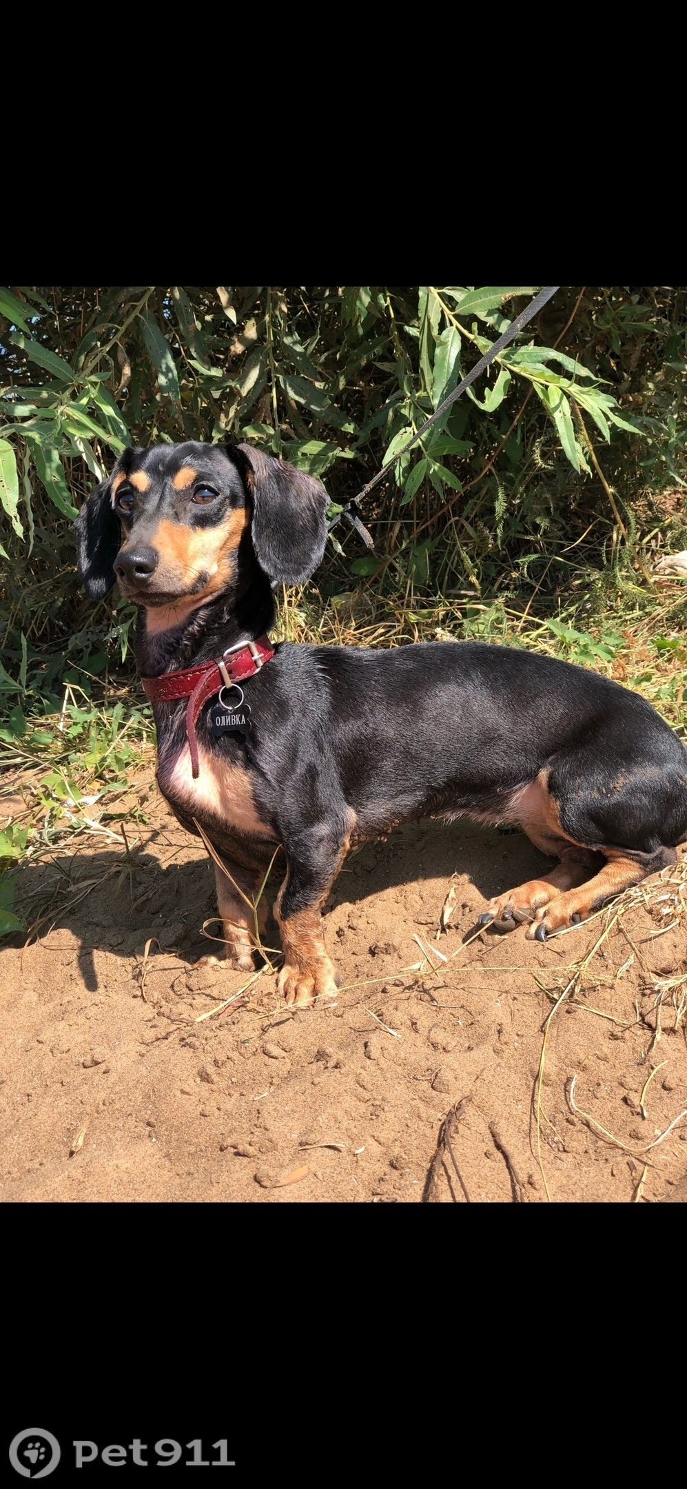 Пропала собака в Владимире — фото объявления