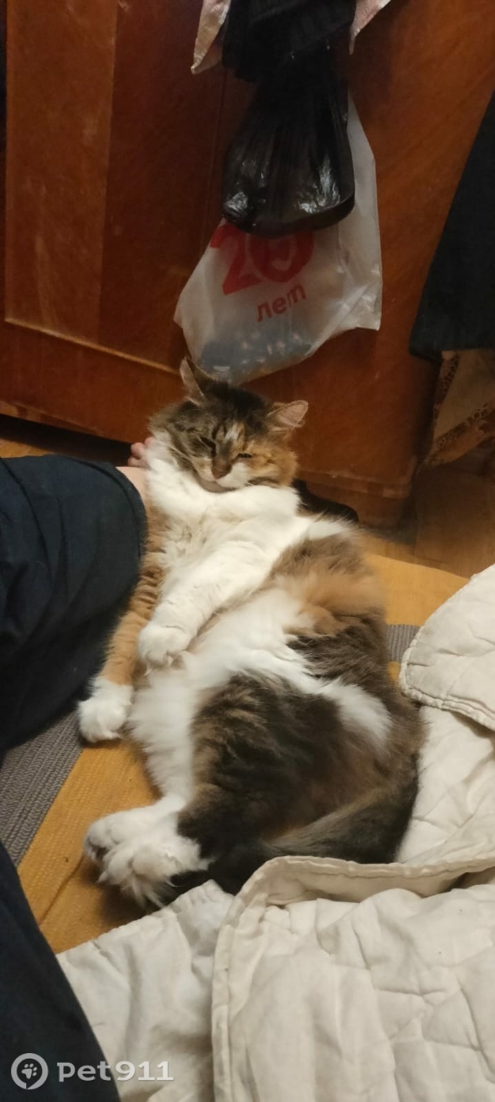 Пропала кошка в Владимире — фото объявления