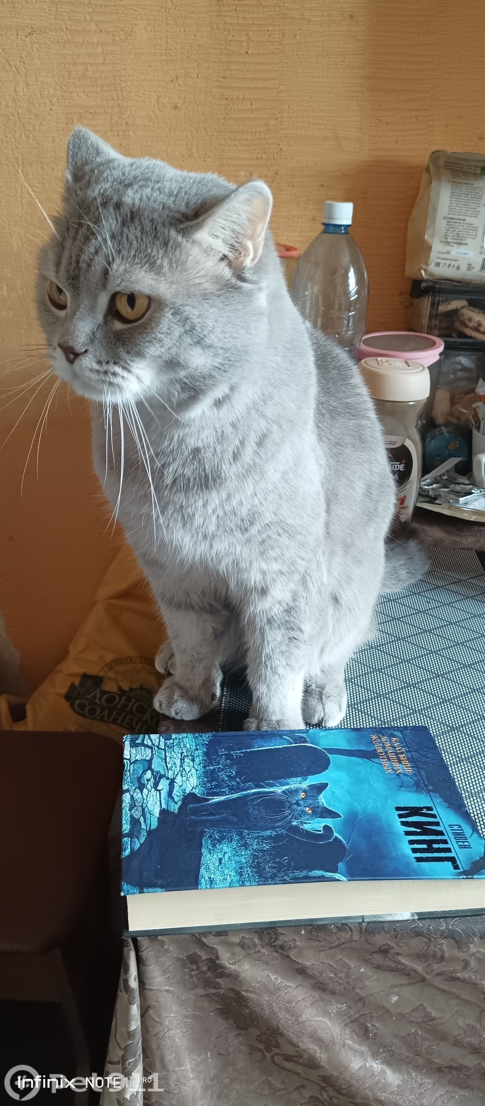 Пропала кошка в Владимире — фото объявления