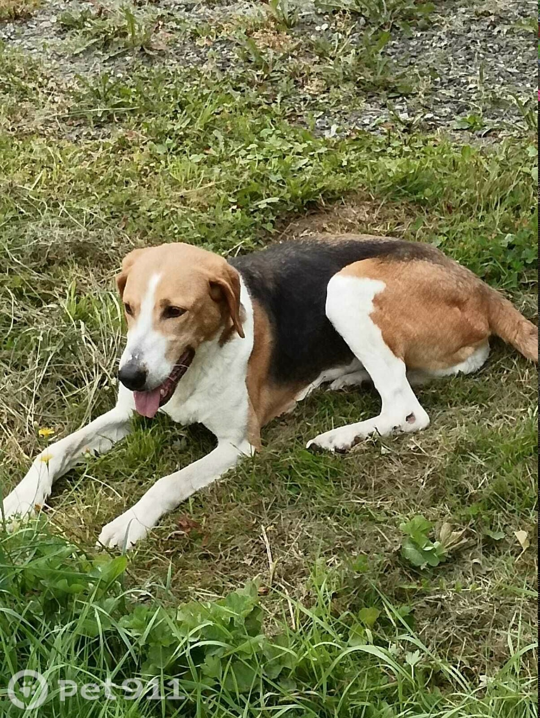 Найдена собака в Владимире — фото объявления