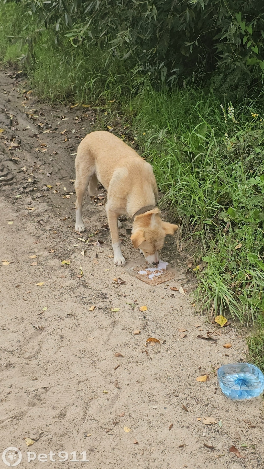 Найдена собака в Владимире — фото объявления
