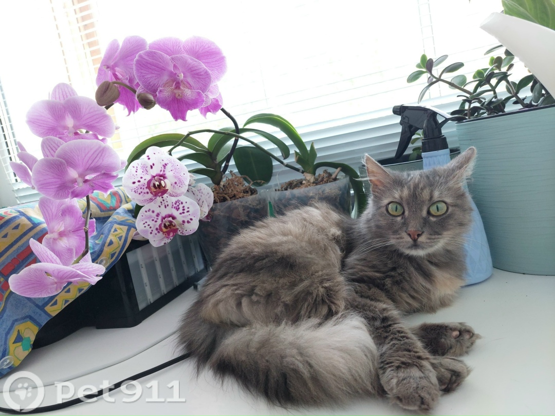 Пропала кошка в Владимире — фото объявления