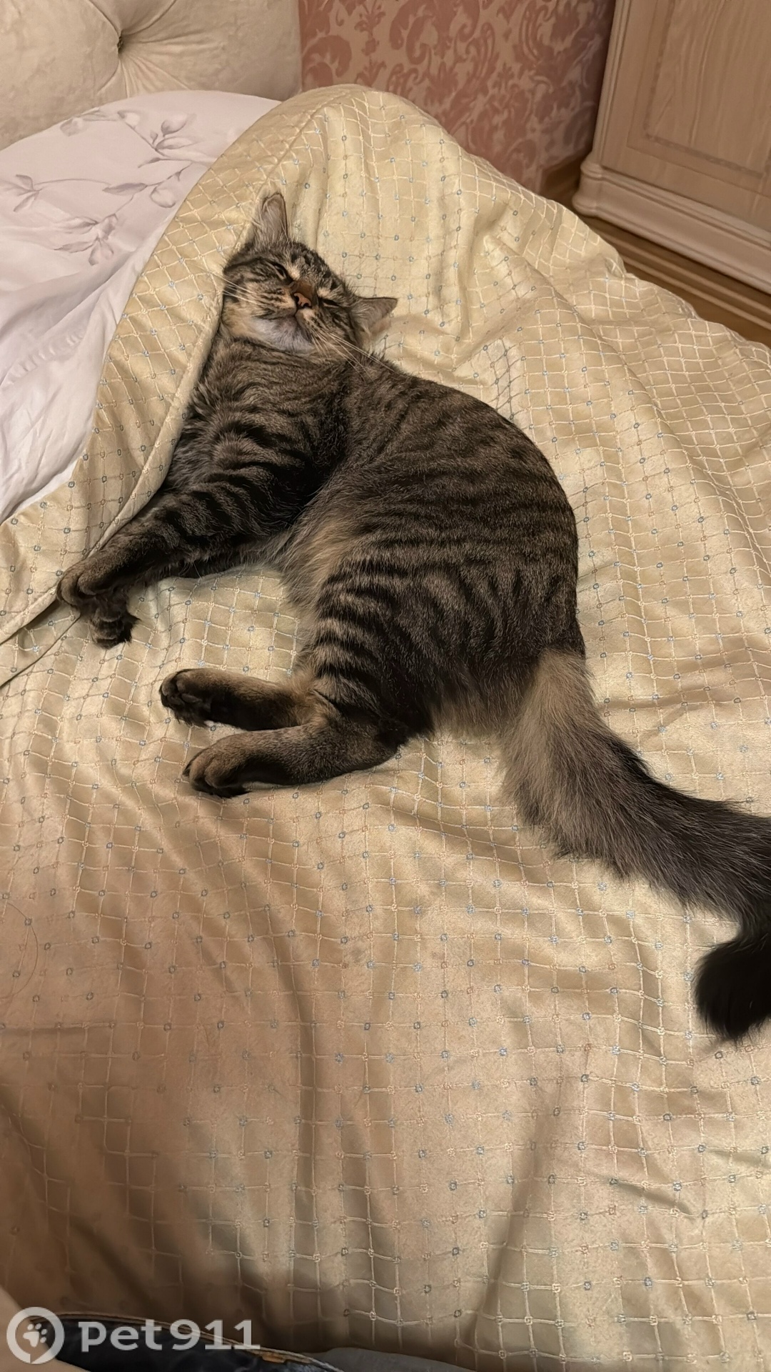 Пропала кошка в Владимире — фото объявления