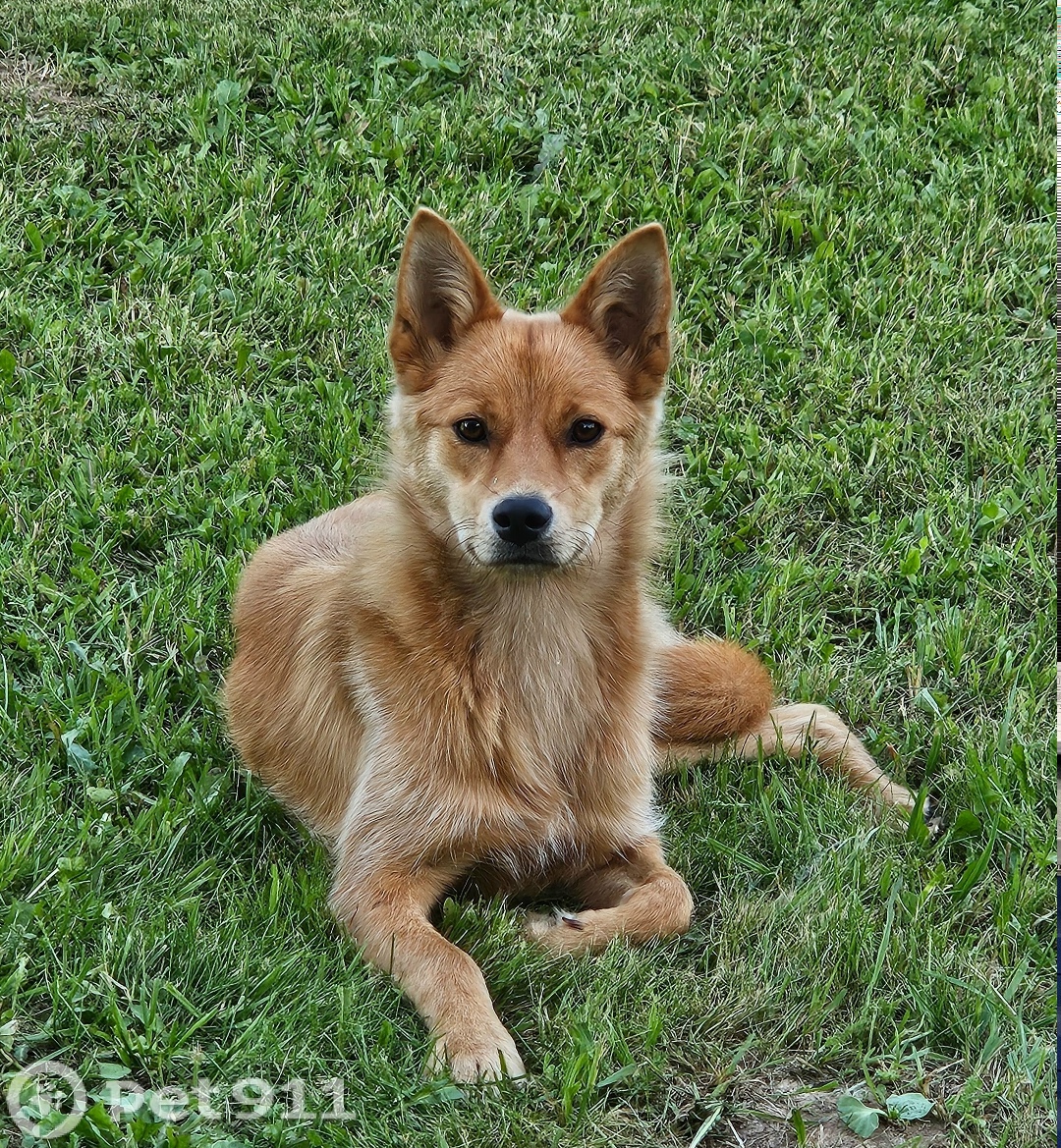 Найдена собака в Владимире — фото объявления