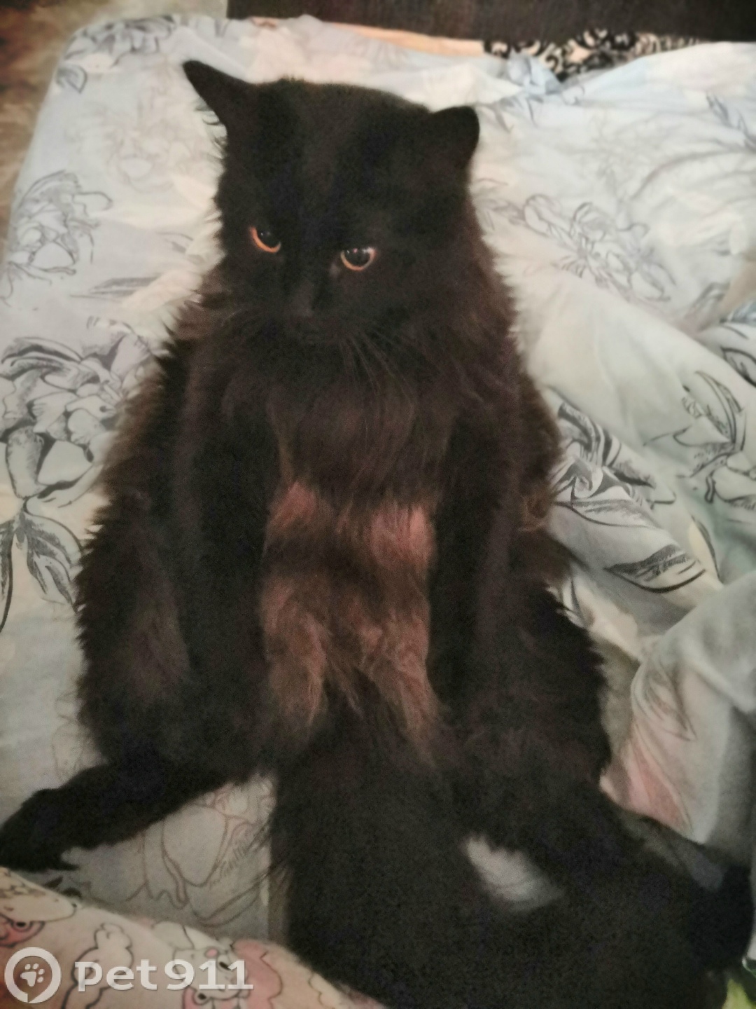 Пропала кошка в Владимире — фото объявления