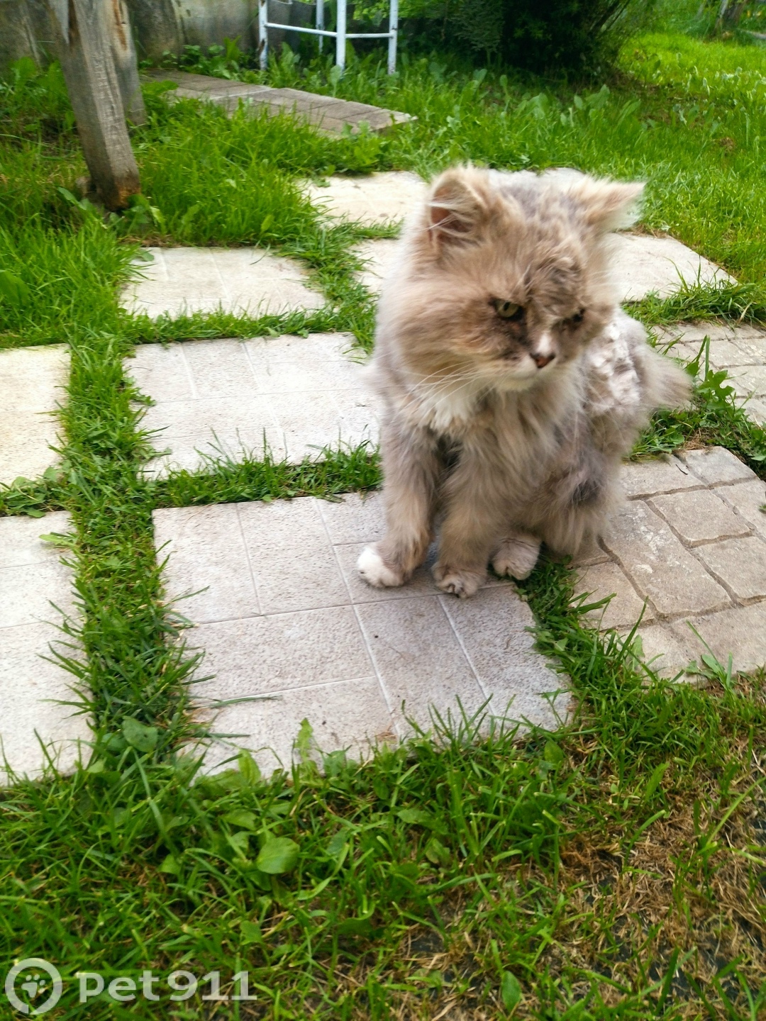 Найдена кошка в Владимире — фото объявления