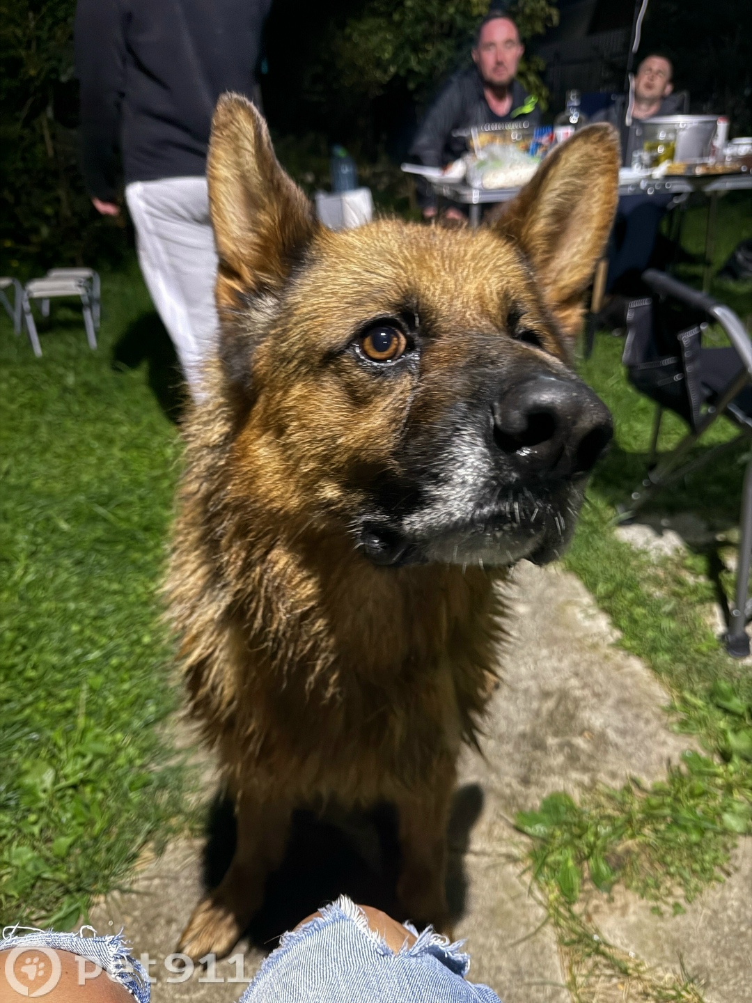 Найдена собака в Владимире — фото объявления