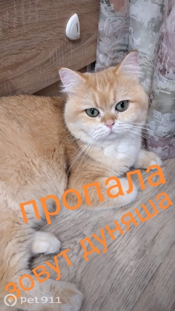 Найдена кошка в Владимире — фото объявления