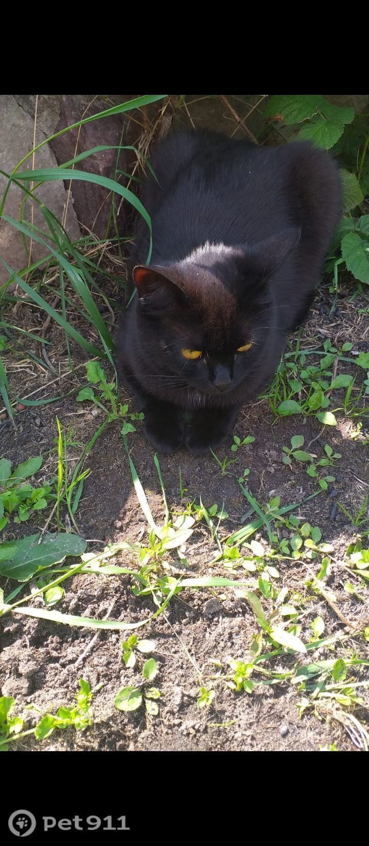 Пропала кошка в Владимире — фото объявления