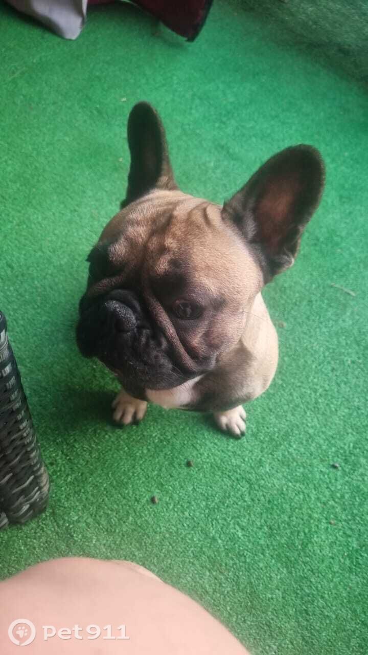 Пропала собака в Владимире — фото объявления