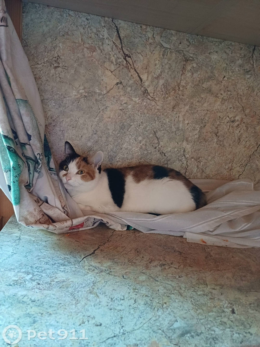 Пропала кошка в Владимире — фото объявления