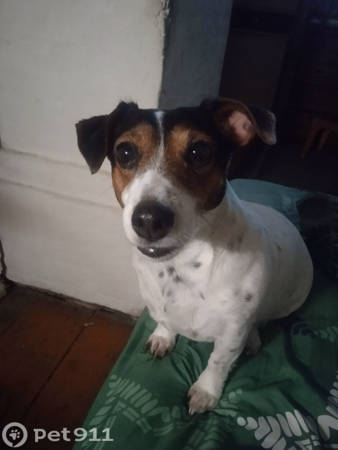 Пропала собака в Владимире — фото объявления