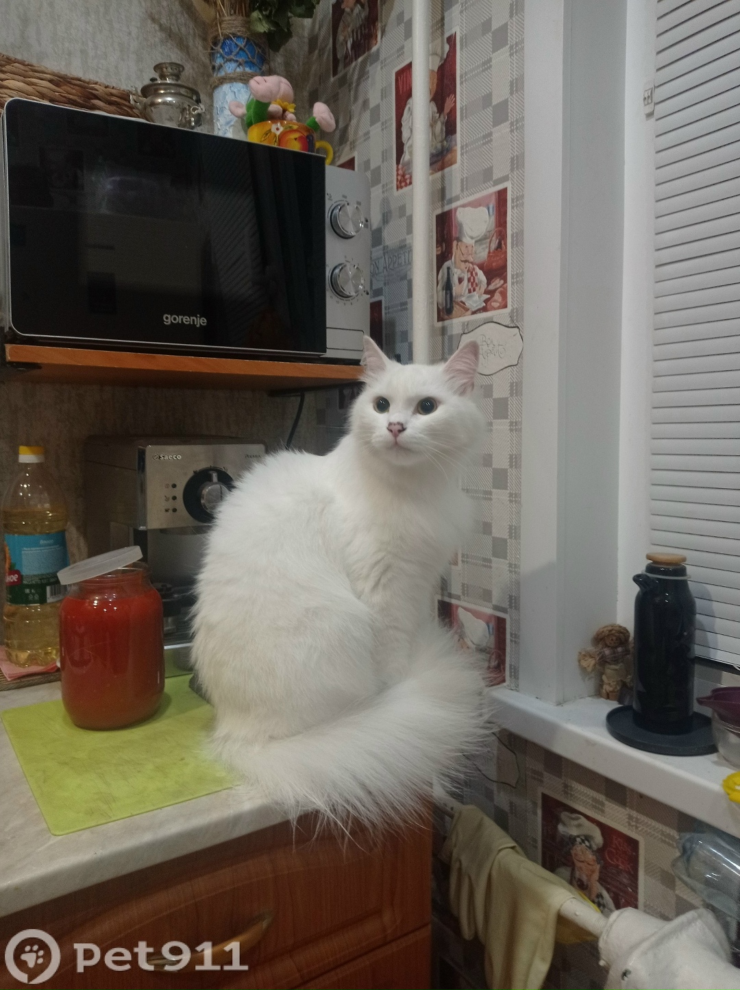 Найдена кошка в Владимире — фото объявления