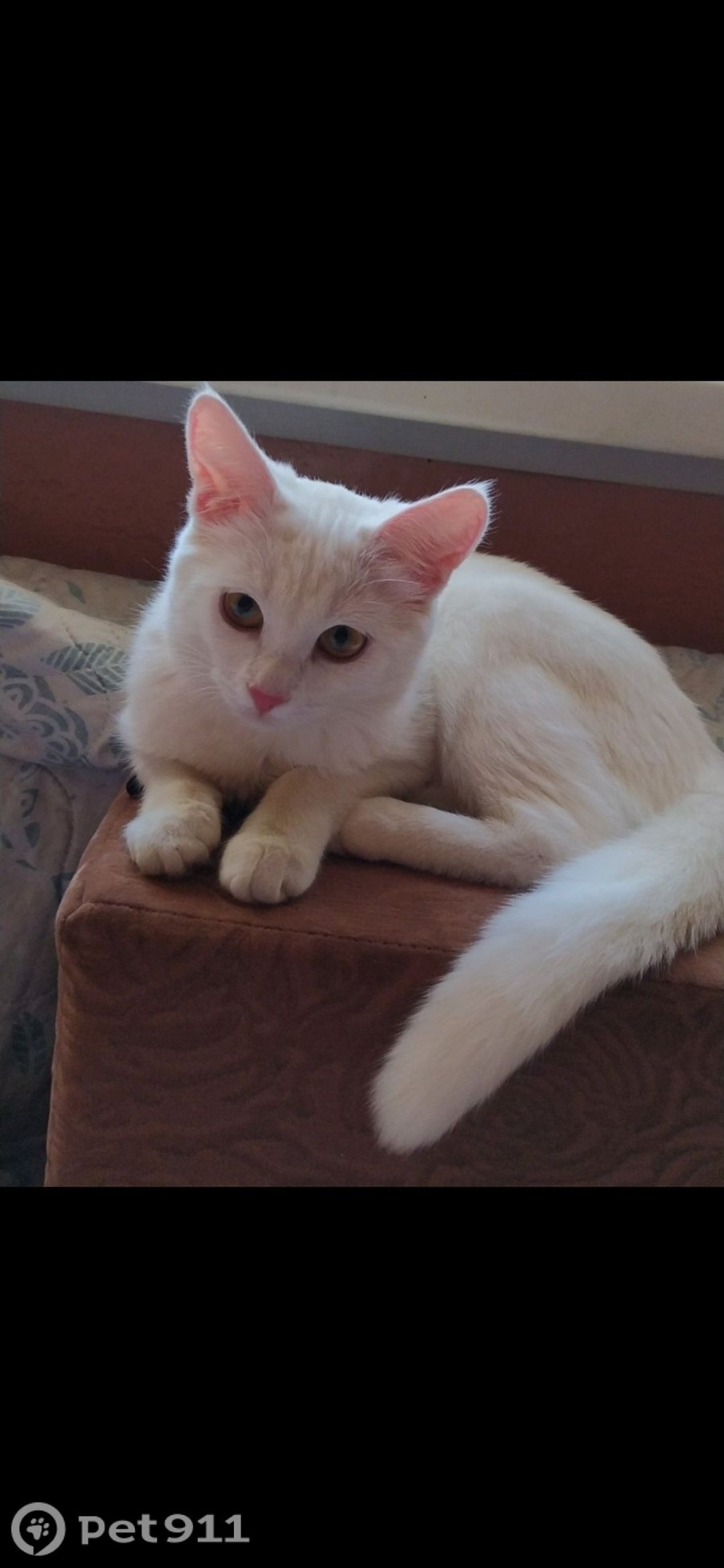 Пропала кошка в Владимире — фото объявления