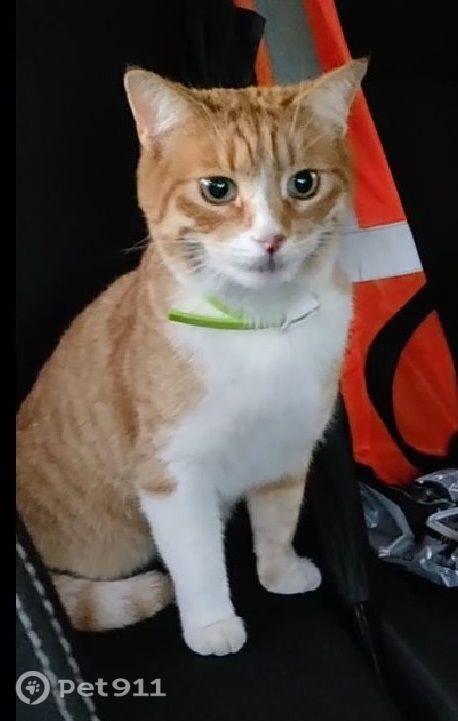 Пропала кошка в Владимире — фото объявления