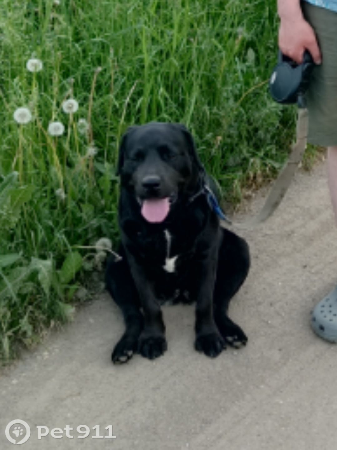 Пропала собака в Владимире — фото объявления