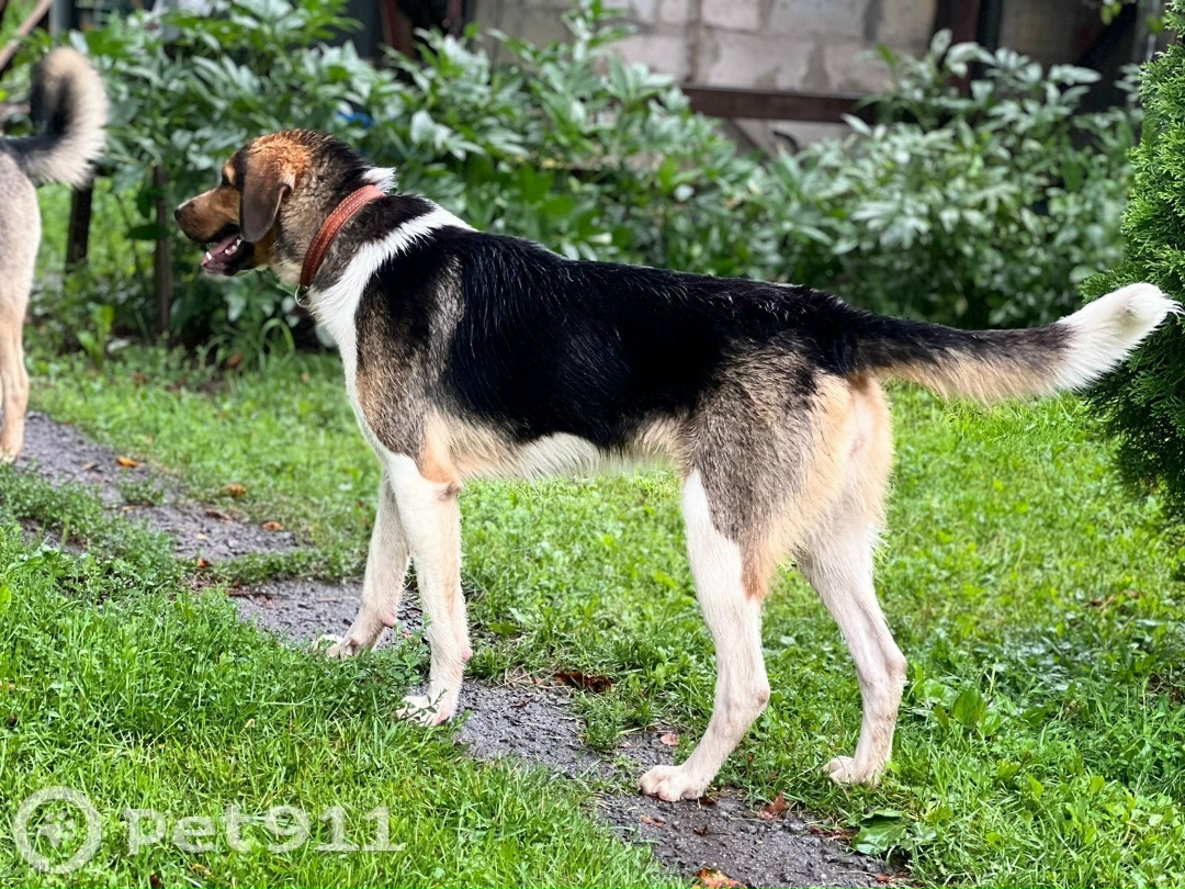 Найдена собака в Владимире — фото объявления