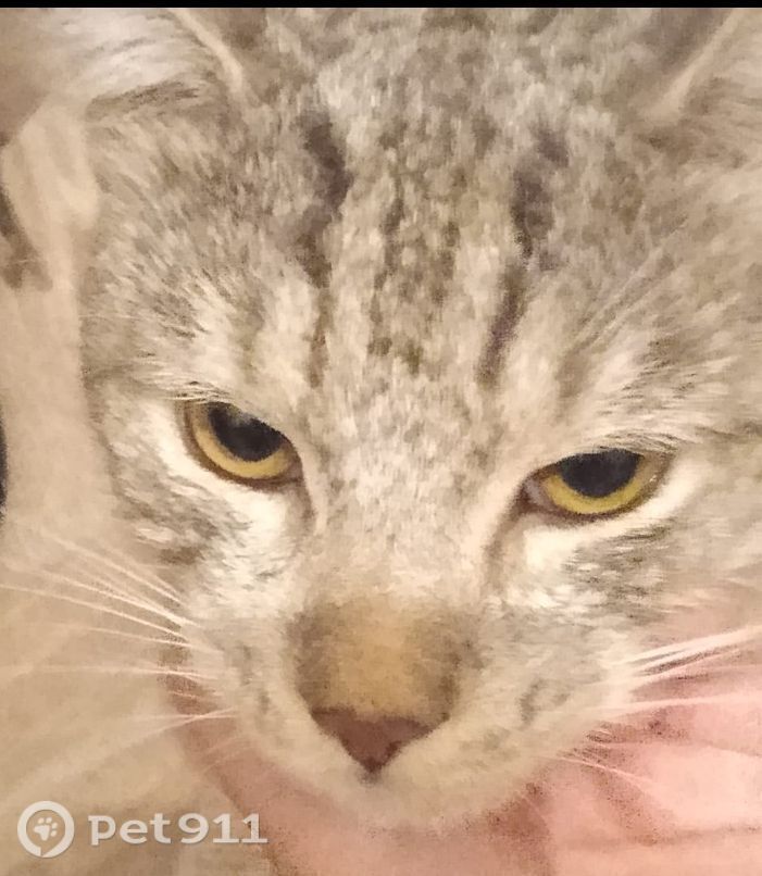 Найдена кошка в Владимире — фото объявления