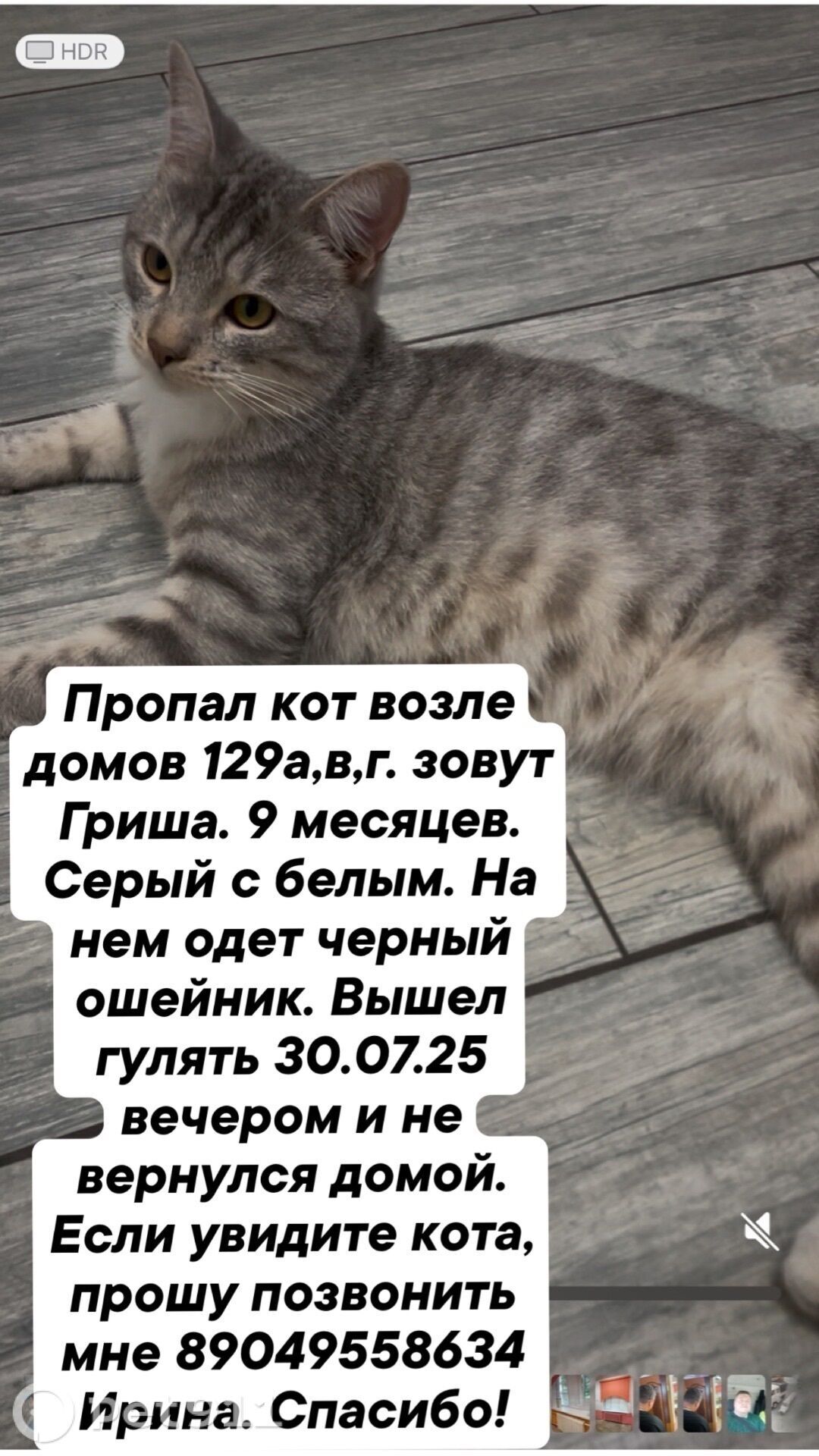 Пропала кошка в Владимире — фото объявления