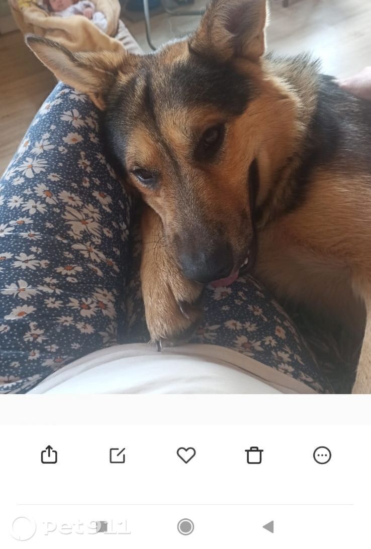 Пропала собака в Владимире — фото объявления