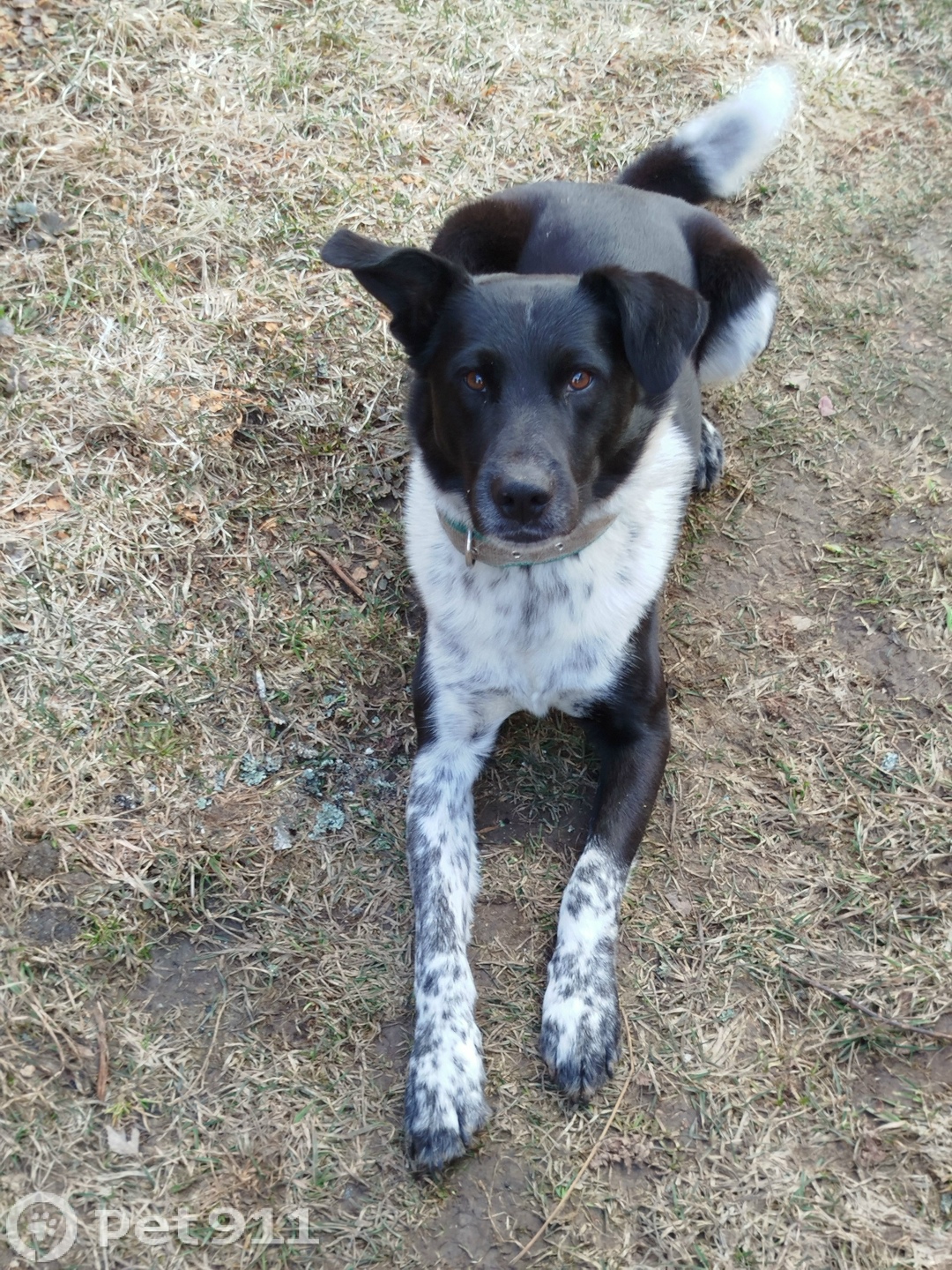 Пропала собака в Владимире — фото объявления