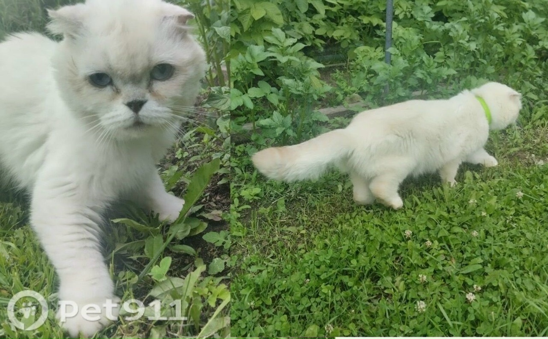 Найдена кошка в Владимире — фото объявления