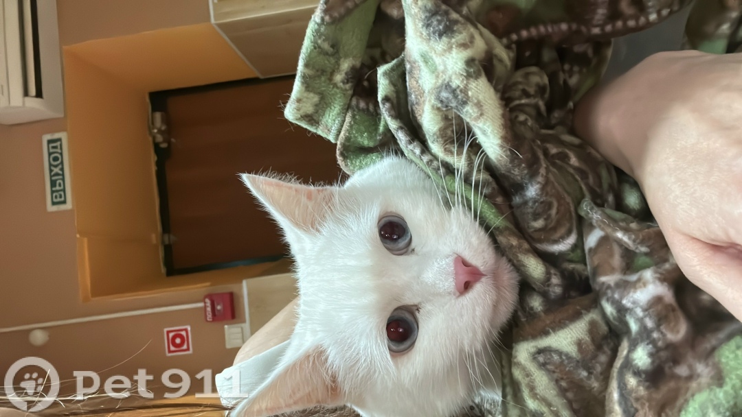 Найдена кошка в Владимире — фото объявления