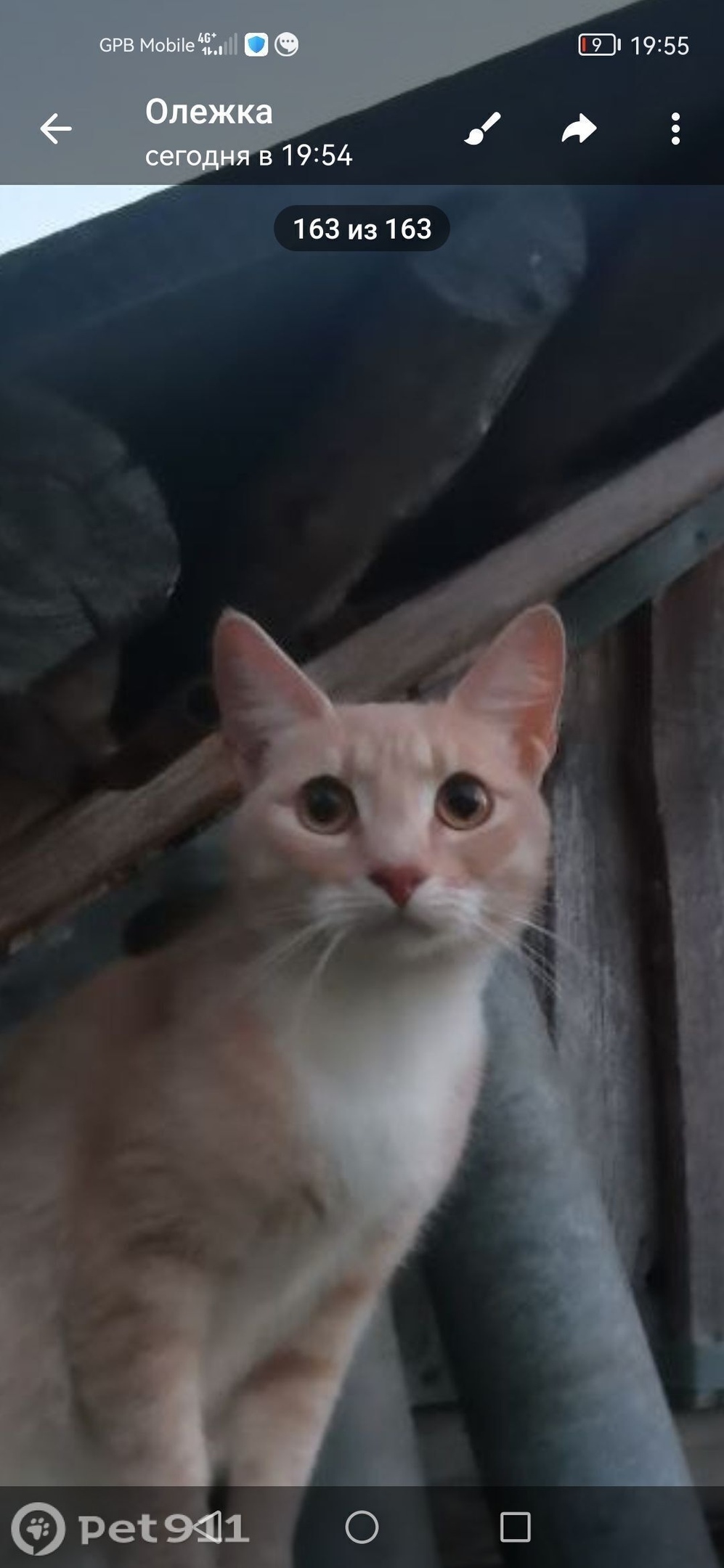 Пропала кошка в Владимире — фото объявления