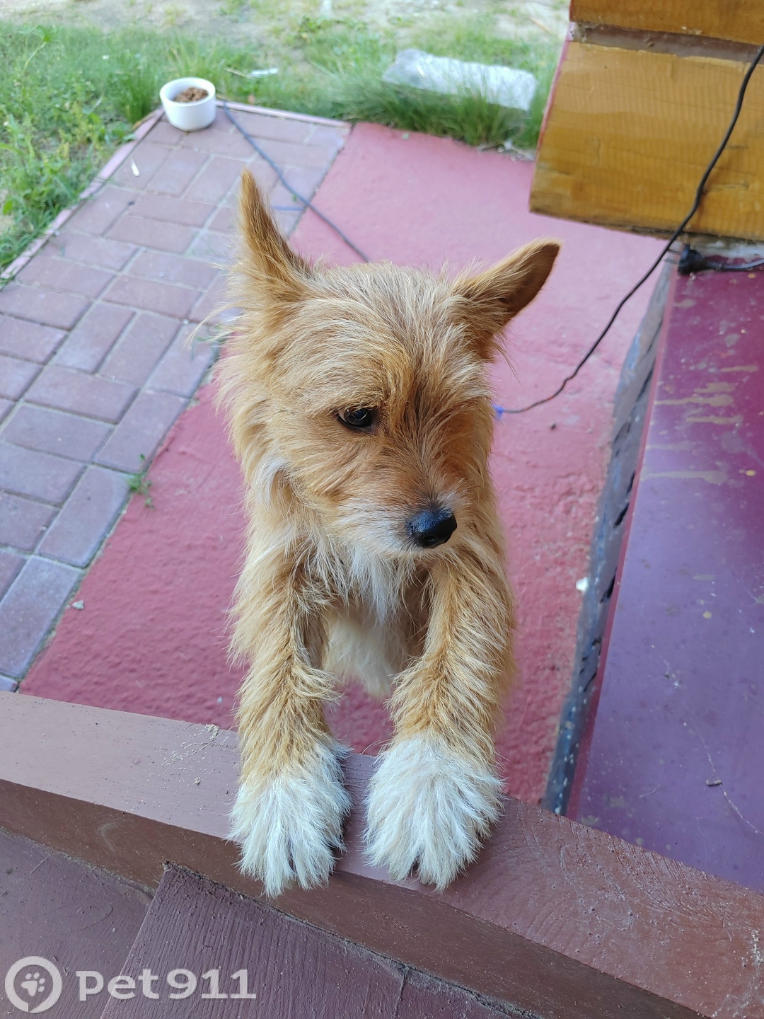 Найдена собака в Владимире — фото объявления