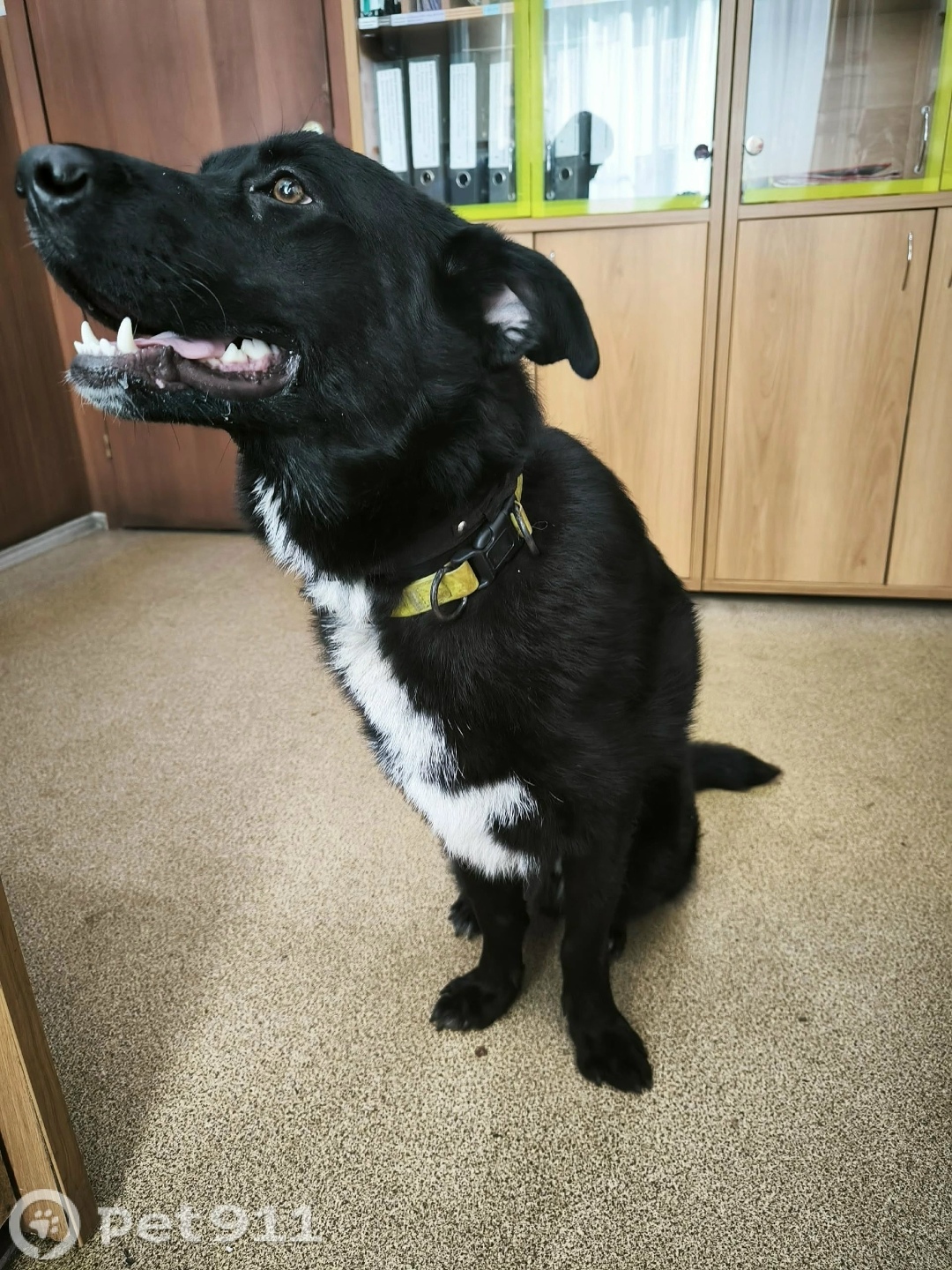 Найдена собака в Владимире — фото объявления