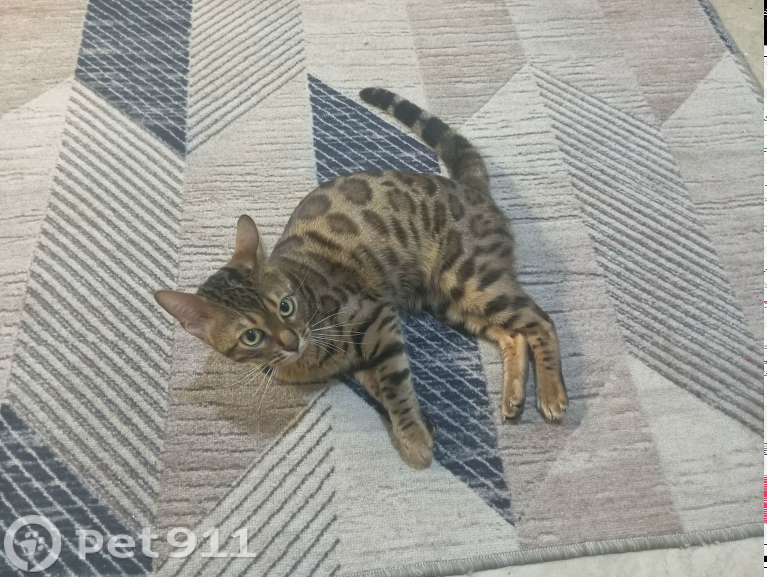 Пропала кошка в Владимире — фото объявления