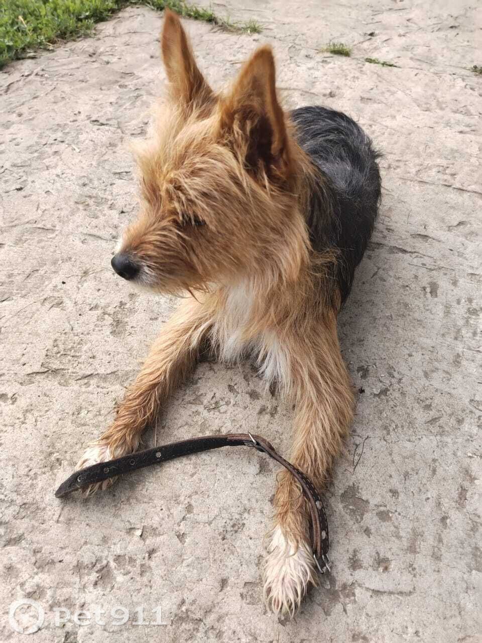 Найдена собака в Владимире — фото объявления