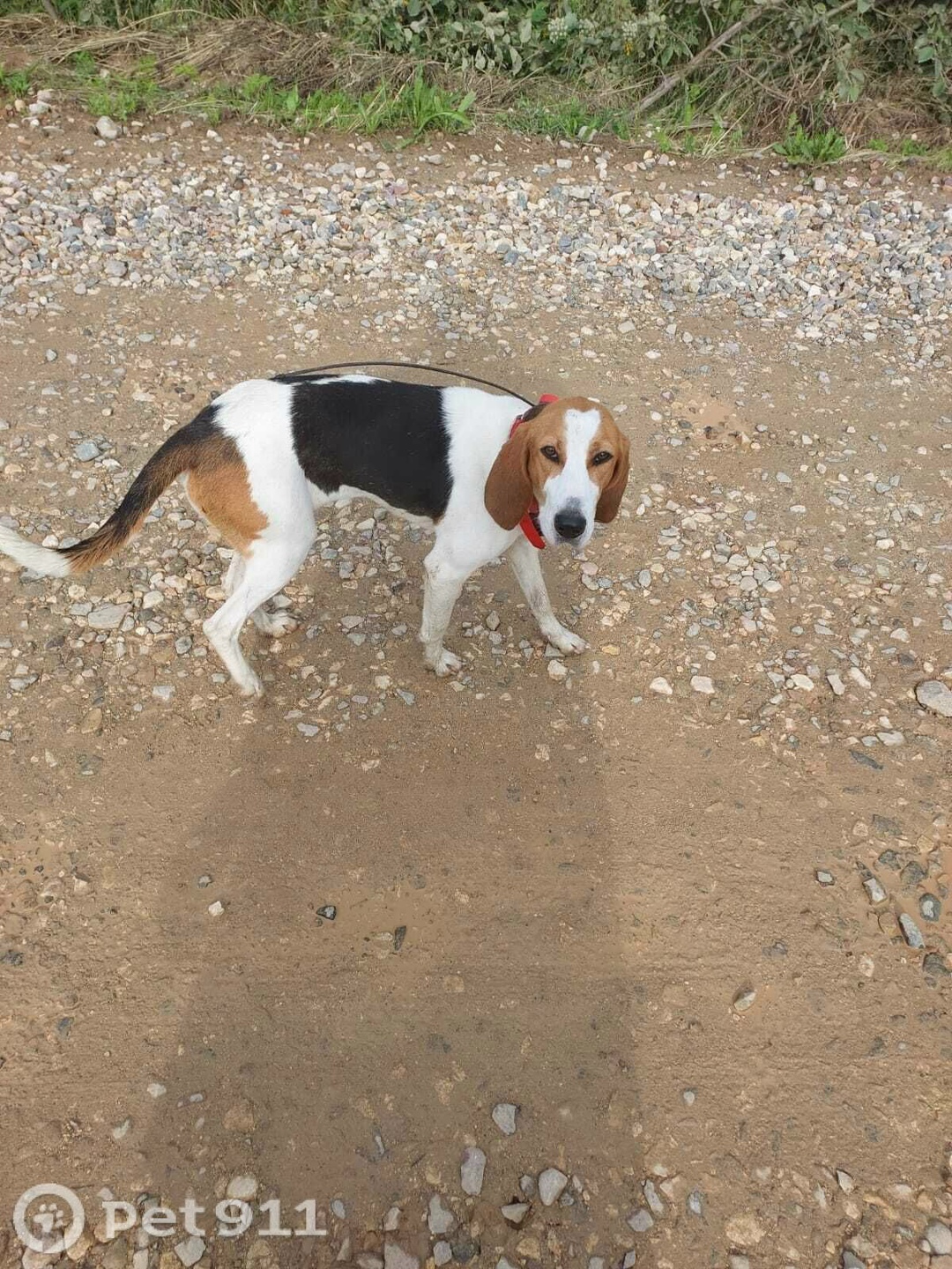 Найдена собака в Владимире — фото объявления