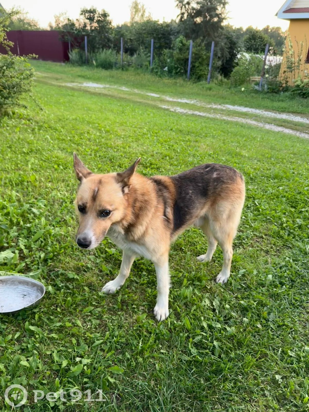 Найдена собака в Владимире — фото объявления