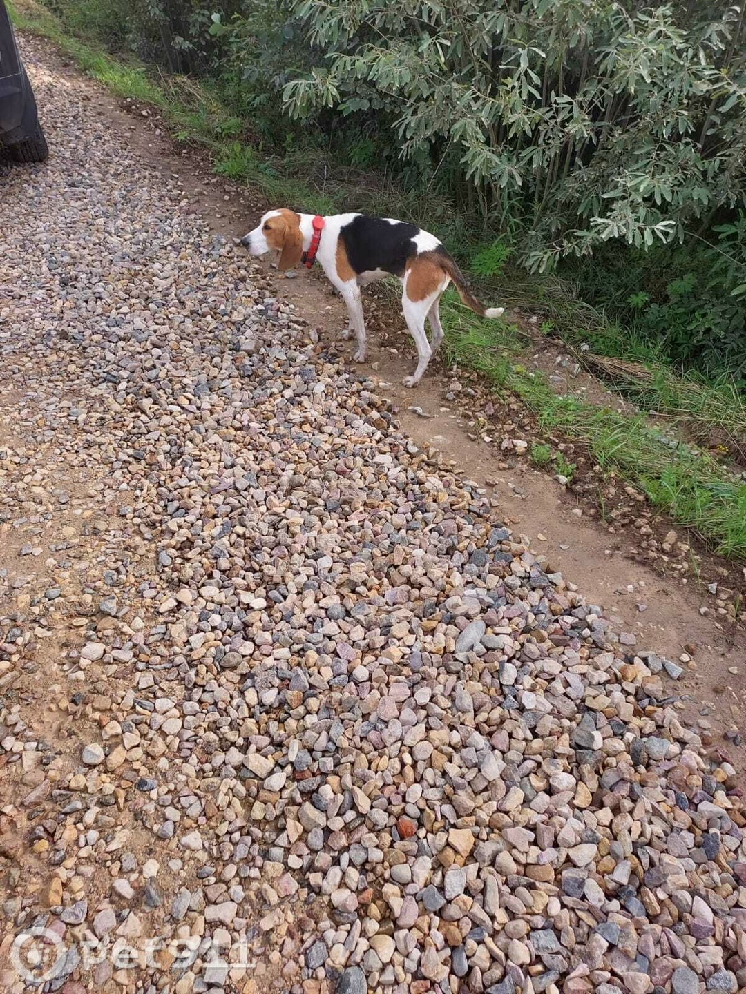 Найдена собака в Владимире — фото объявления