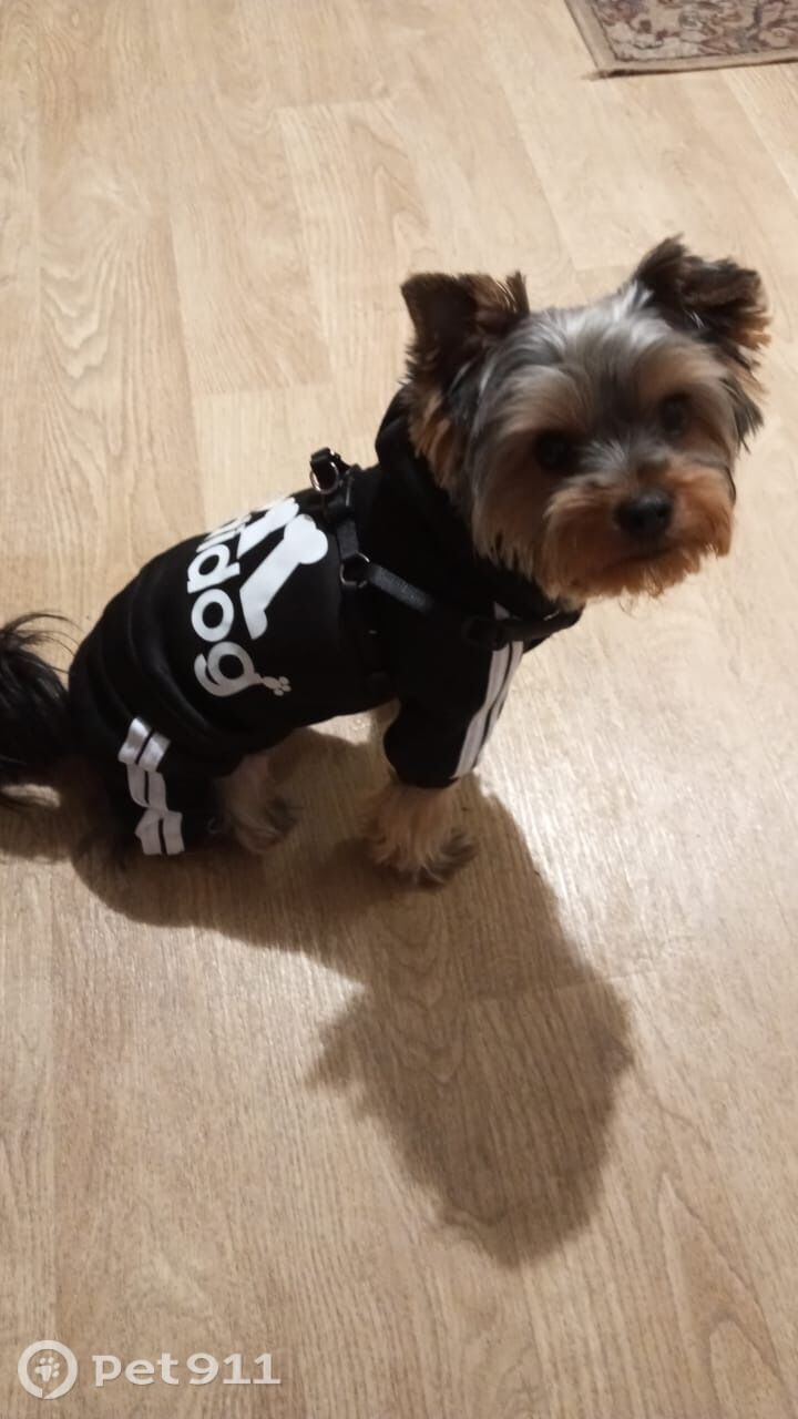 Пропала собака в Владимире — фото объявления