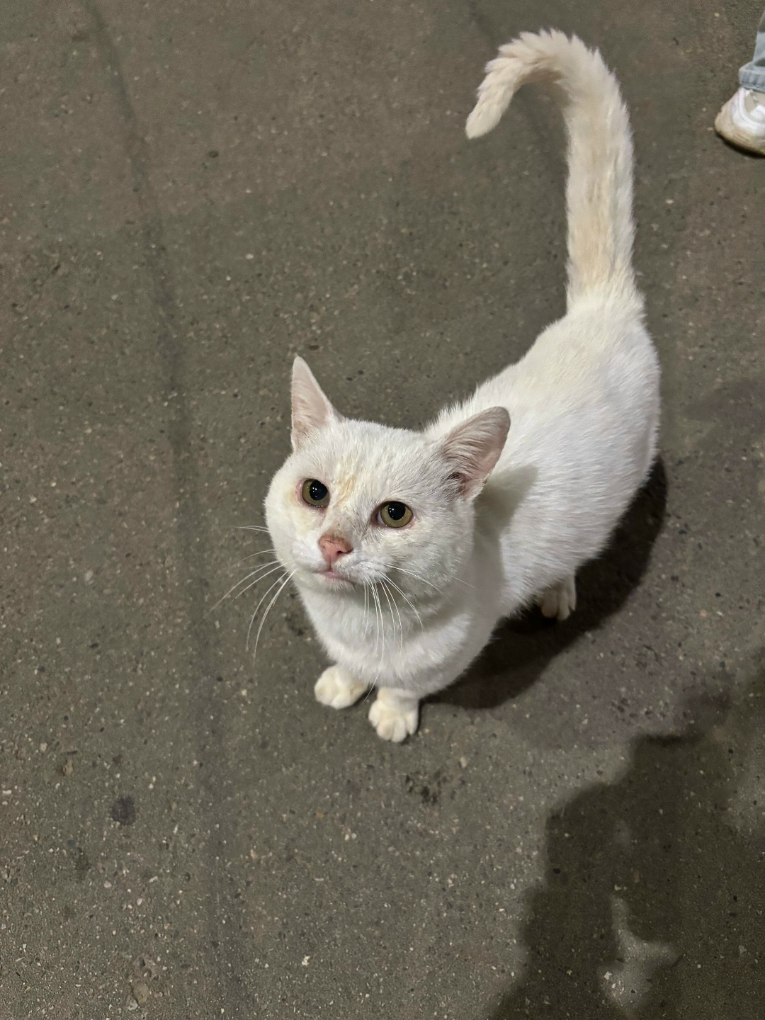 Найдена кошка в Владимире — фото объявления