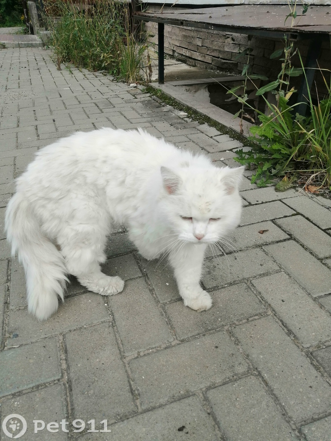 Найдена кошка в Владимире — фото объявления