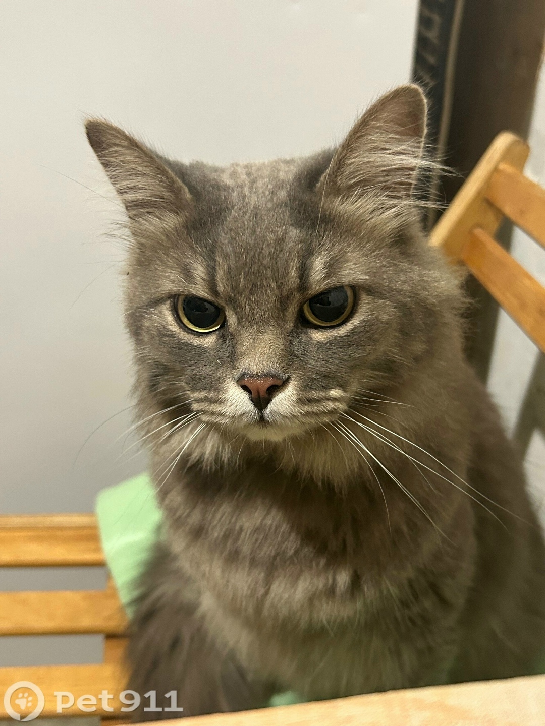 Найдена кошка в Владимире — фото объявления