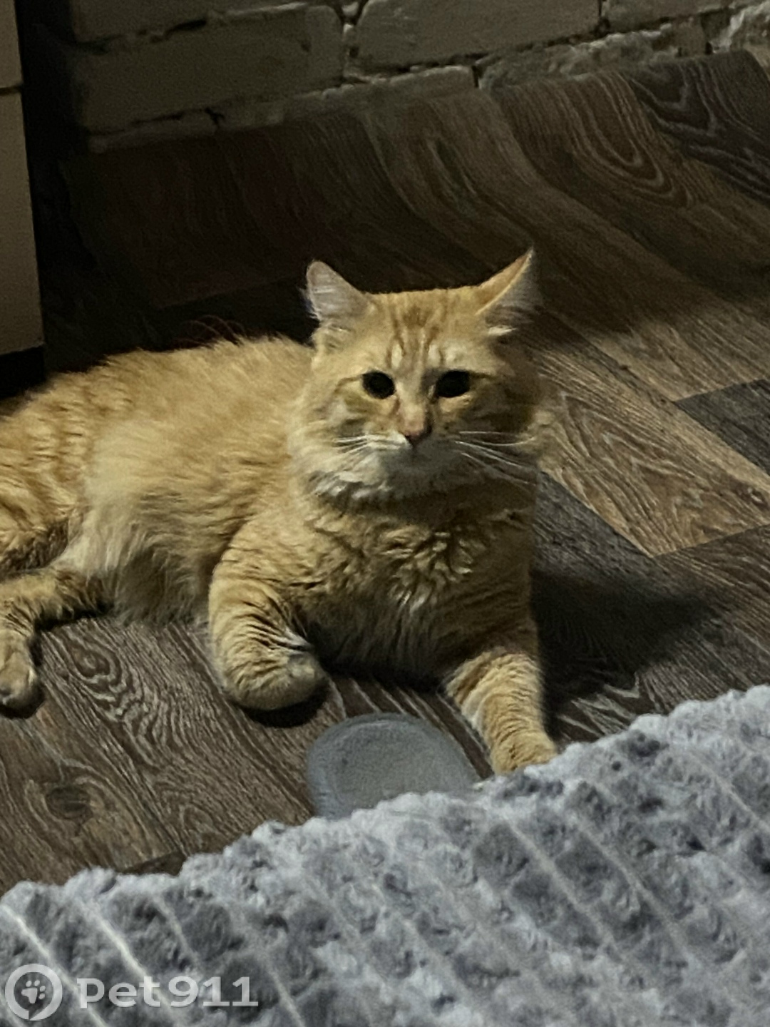 Пропала кошка в Владимире — фото объявления