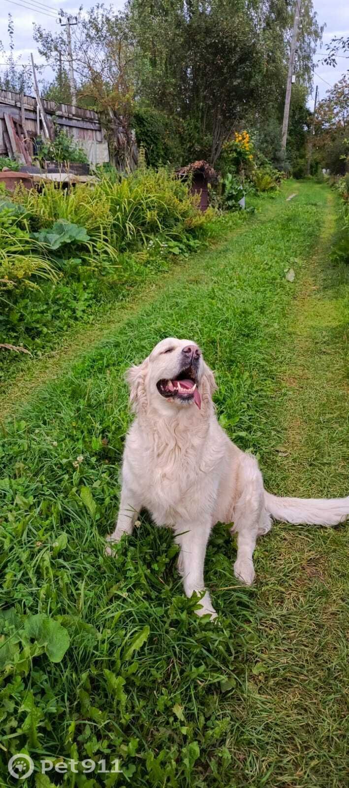 Пропала собака в Владимире — фото объявления
