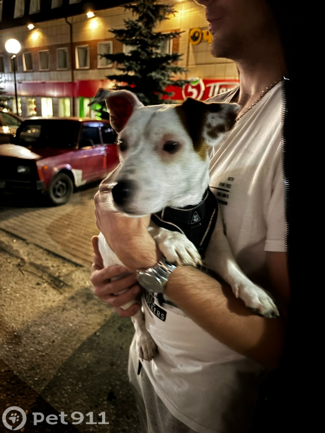 Найдена собака в Владимире — фото объявления