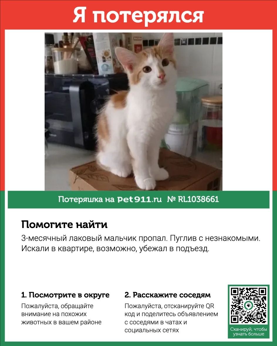 Пропала кошка в Владимире — фото объявления