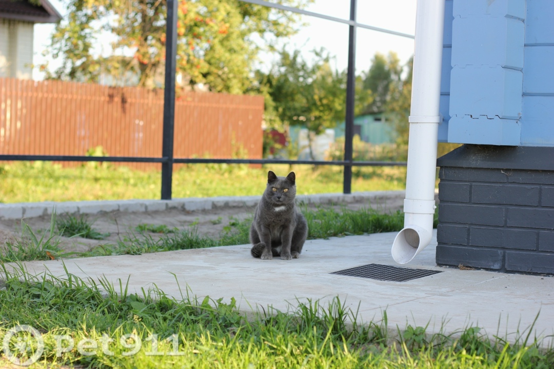 Пропала кошка в Владимире — фото объявления